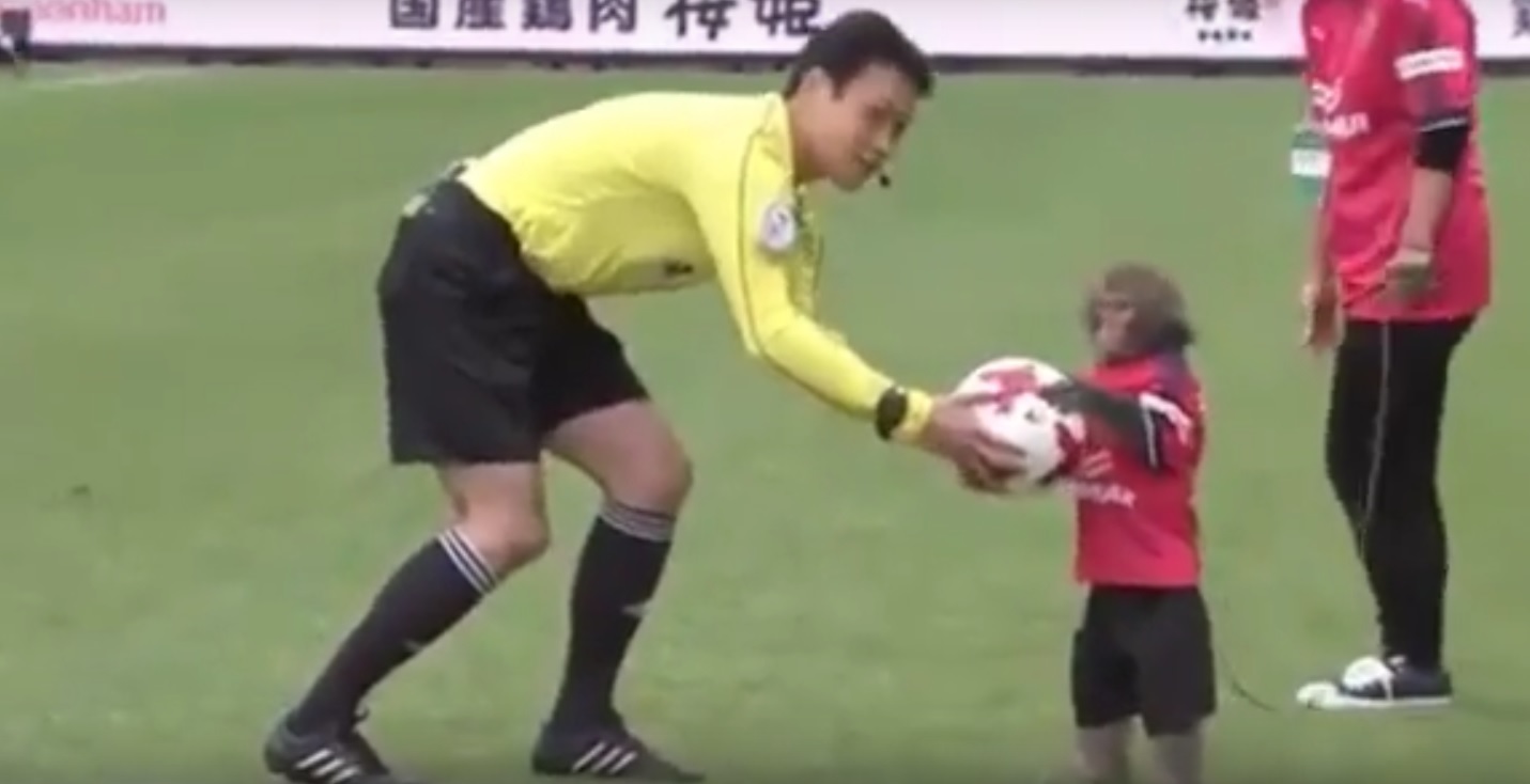 Niecodzienna sytuacja w Japonii. Małpa ubrana w strój klubowy podała arbitrowi piłkę [VIDEO]
