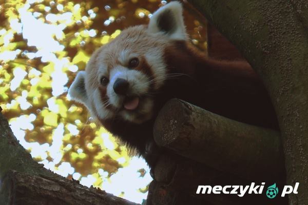 Panda Ponzu z gdańskiego ZOO w ekipie Meczyków! Wytypuje dla nas mecze Polaków na Mistrzostwach Świata [VIDEO]