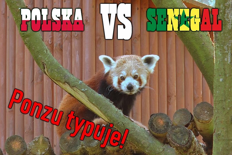 Już wiemy czy Polska wygra z Senegalem. Ponzu wytypował zwycięzcę! [VIDEO]