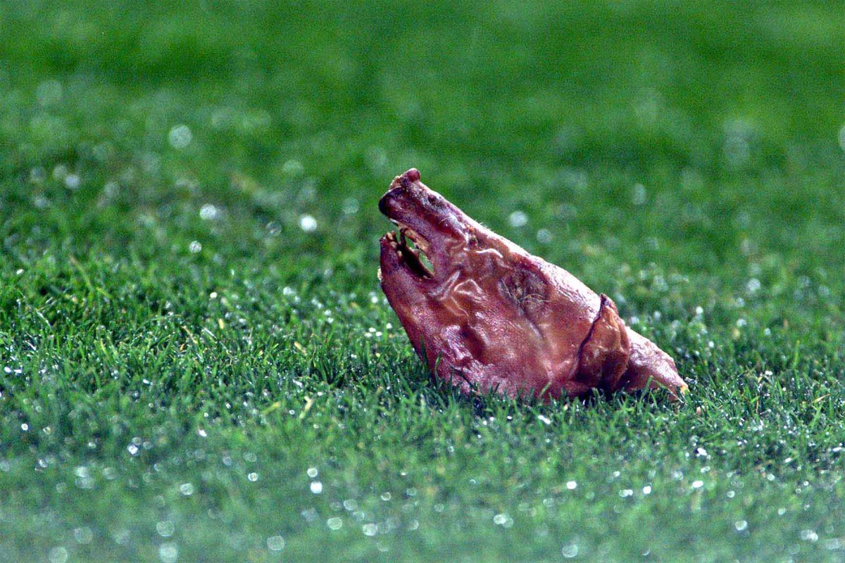 Więcej niż Derby. Świńskie łby w El Clasico, stadionowy terror, niewyjaśnione zabójstwo i „zlecenie” na Boruca