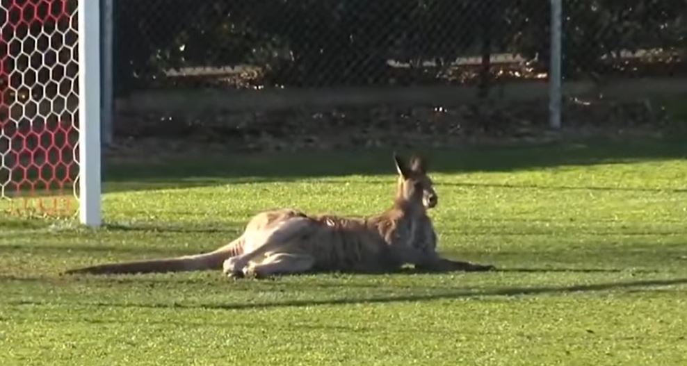 Mecze można przerywać z przytupem. Kibic-kangur, krwawa kuna, byk i uzbrojony prezydent klubu w akcji