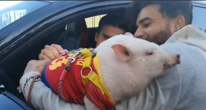 Niecodzienne obrazki w Barcelonie. Piłkarz "Dumy Katalonii" złożył autograf na świni [WIDEO]