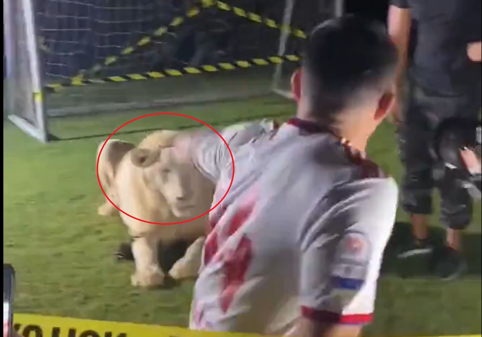 Szokująca prezentacja byłego obrońcy Napoli w ZEA. Pozował z... lwem. Zwierzę ryknęło [WIDEO]