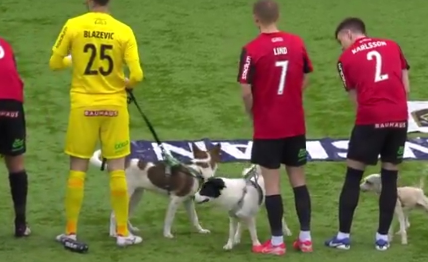 Wyjątkowa inicjatywa. Piłkarze wyszli na boisko w towarzystwie psów [WIDEO]