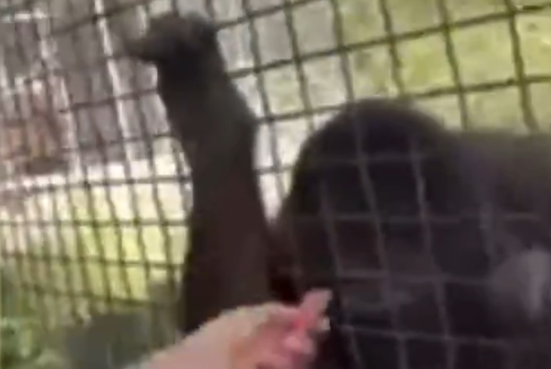Fajka z orangutanem. Rosjanka wywołała skandal [WIDEO]