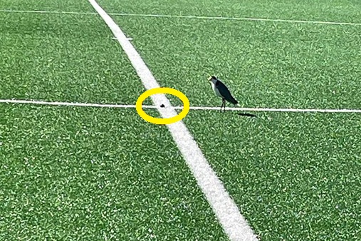 Stadion zamknięty, rozgrywki sparaliżowane. Wszystko przez ptaka