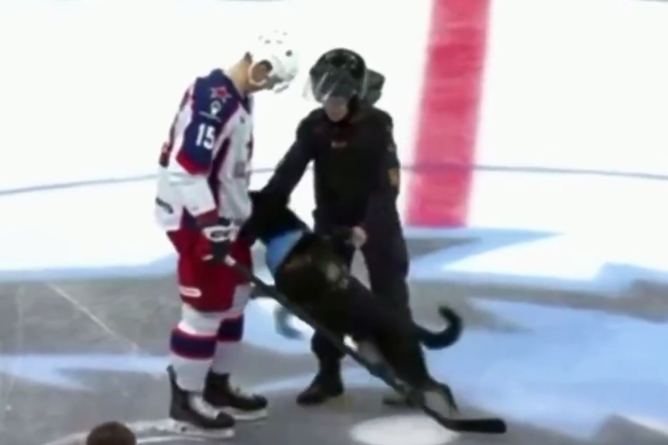 Pies zaczął atakować zawodników. Szok podczas meczu [WIDEO]