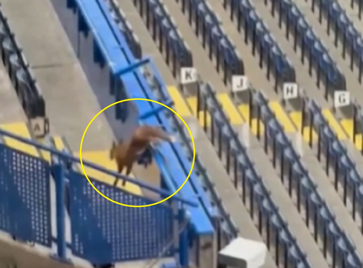 Szok na Stamford Bridge przed meczem LM. Dzikie zwierzę na trybunach [ZDJĘCIE]