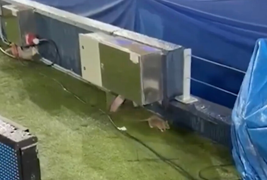 Absurd. Szczury na Camp Nou przed meczem Barcelony [WIDEO]