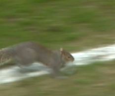 Wiewiórka została MVP meczu. Absolutne kino w Anglii