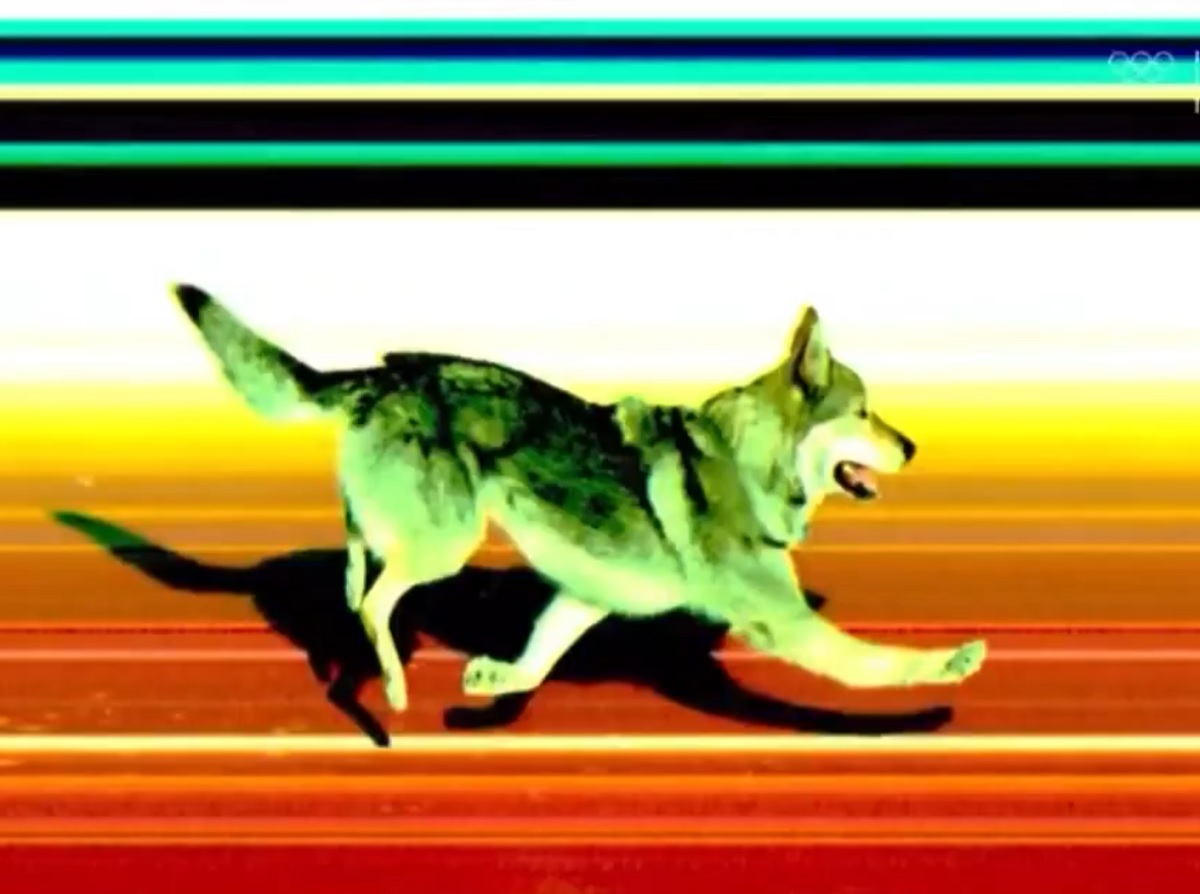 Takiego fotofiniszu jeszcze nie było. Nieoczekiwany "uczestnik" IO [WIDEO]