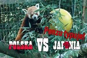 Wiemy już czy ogramy Japonię! Ponzu typuje ostatni mecz Polski na mundialu [VIDEO]