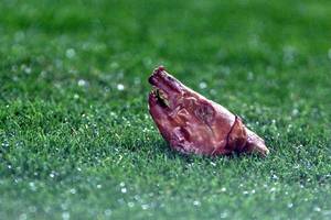 Więcej niż Derby. Świńskie łby w El Clasico, stadionowy terror, niewyjaśnione zabójstwo i „zlecenie” na Boruca