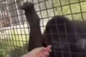 Gigantyczny skandal. Rosjanka zrobiła to w zoo [WIDEO]